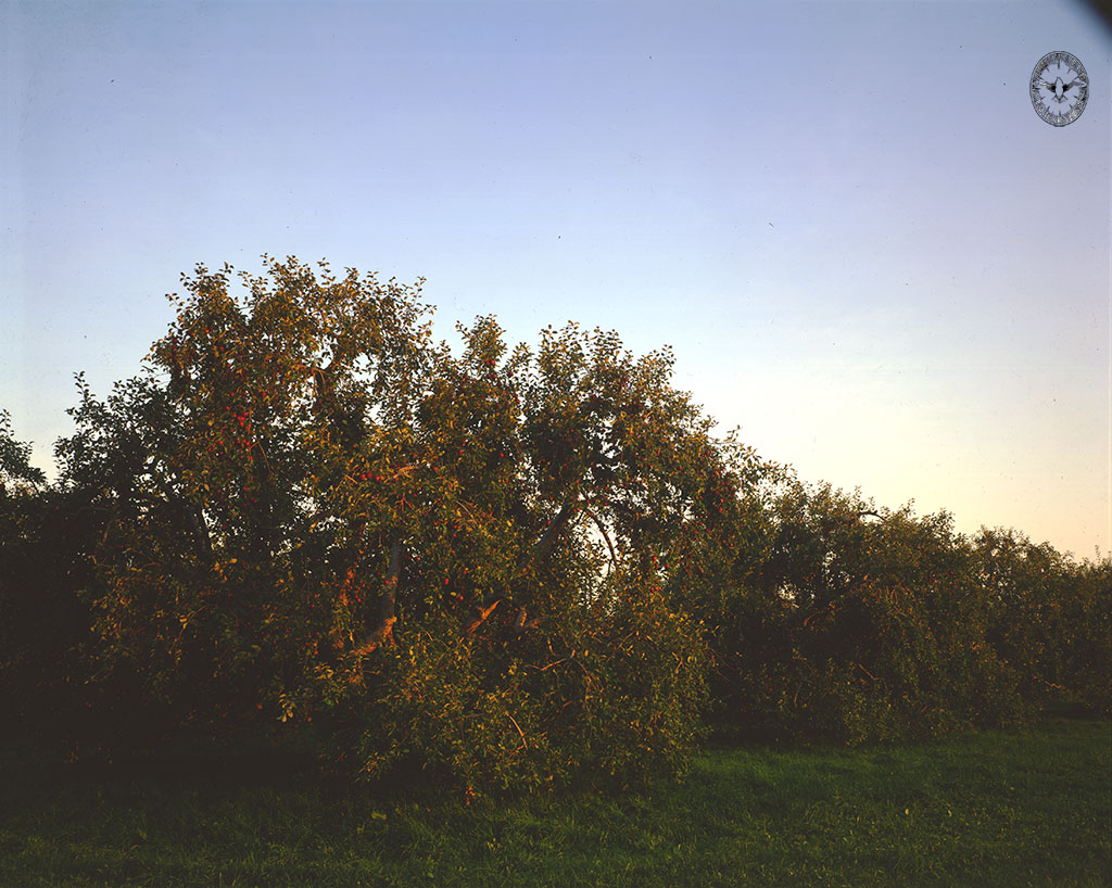 Apple Orchard,

        early Fall, New Paltz, NY 1987