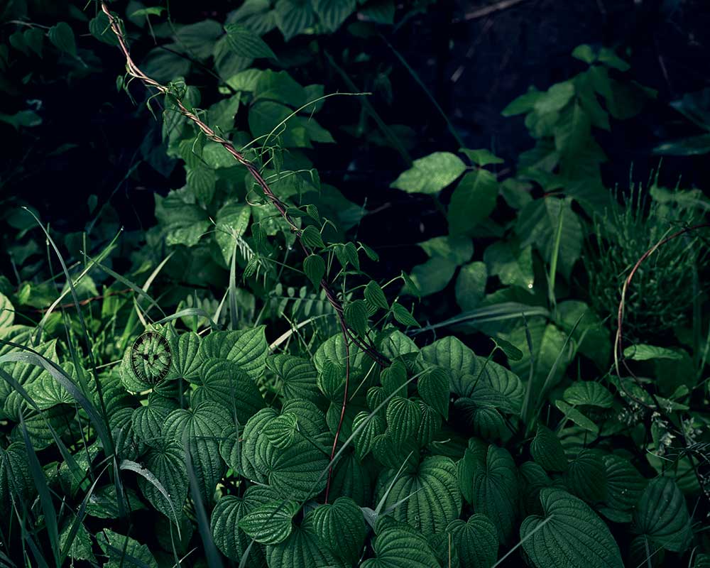 Wild yam, poison

        ivy & dragon fly, Swamp, Highland, NY 1987